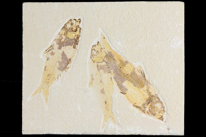 Three Fossil Fish (Knightia) - Wyoming #177316